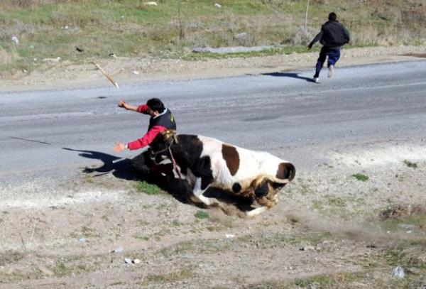 Sivas'ta sahibinin elinden kaan boa kendisini yakalamaya alanlara zor anlar yaatt. Boa yaklak 3,5 saat sren almalar sonucunda belediye ekiplerince uyuturucu ine kullanlarak etkisiz hale getirildi.