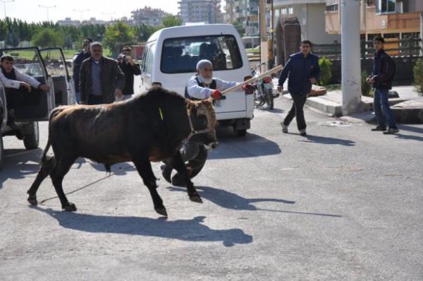 anlurfa'da kesime gtrlrken kaan ve bir saatlik alma sonucu uyuturucu inelerle etkisiz hale getirilen boa sahiplerinden vekalet alnmad iin kesilemeyince iple balanarak kasaba emanet edildi