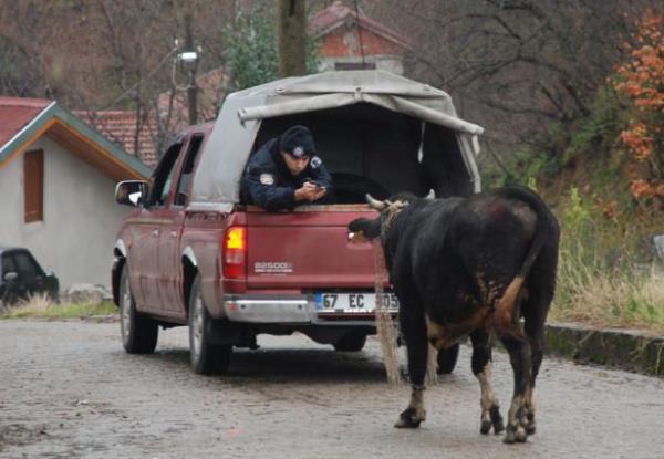 Zonguldak'ta sahibinin kesime gtrd srada kamyonetten ormanlk alana kaan boa daha sonra kt ana yolda uyuturucu ine yardmyla yakaland.