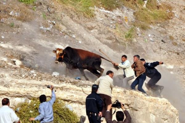 anlurfa'da eve gtrlrken kaan kurbanlk boa zabta ekipleri ve vatandalar tarafndan yaklak  saat sren kovalamaca sonucu glkle yakaland.