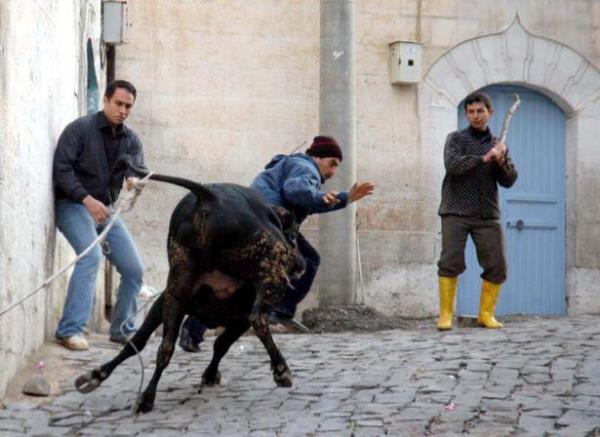 anlurfa'da kesim srasnda kasabn elinden kurtularak mahalle aralarna kaan boa, bir evin avlusuna girdikten sonra etkisiz hale getirilmiti.