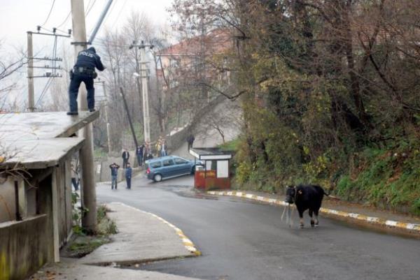 Zonguldak'ta sahibinin kesime gtrd srada kamyonetten ormanlk alana kaan boa daha sonra kt ana yolda uyuturucu ine yardmyla yakaland.