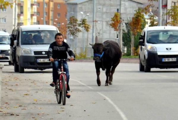 Sivas'ta sahiplerinin elinden kaan bir boa sahiplerine zor anlar yaatt. 4 saatllik kovalamacann ardndan uyuturucu ine ile vurularak yakalanan boa kesildi.