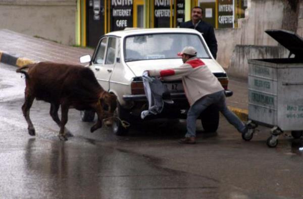 anlurfa'da sahibinin elinden kaan kurbanlk boa ortal birbirine katt. Bir ocuk boay pousuyla yakalamaya alt.