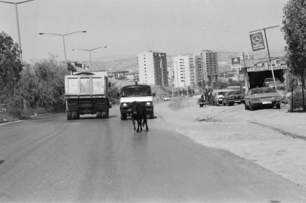 Ankara'da sahibinin elinden kaan kurbanlk boa uzun uralar sonunda yakalanabildi.