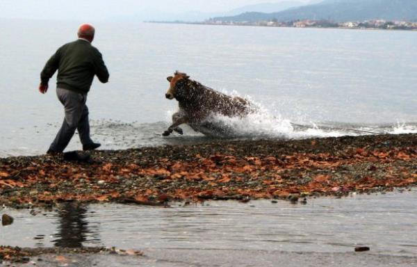 anakkale'nin Ayvack lesine bal Kkkuyu Beldesinde ipini kopararak denize giren ve uzun sre yzdkten sonra kyya kan kurbanlk dana, belediye ekiplerince uyuturucu ine ile etkisiz hale getirildi.