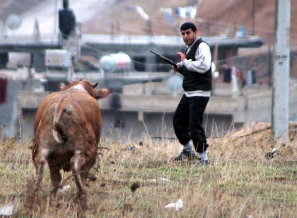 anlurfa'da sahibinin elinden kaan boa belediye grevlilerinin youn abas ile yakalanmt.