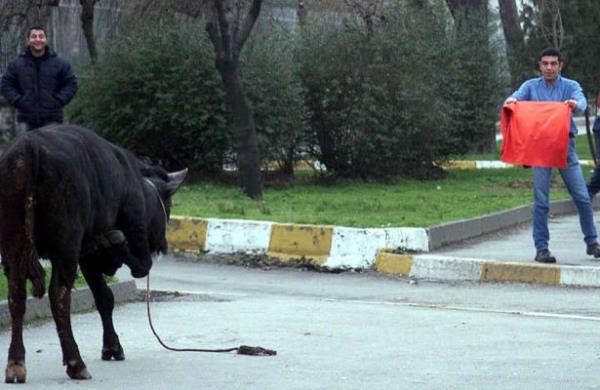 Zeytinburnu'nda sahibine bir aracn arpmas sonucu kamaya balayan kurbanlk boa Vatan Caddesini birbirine katt. evreye saldran kzgn boa Vatan Caddesinde bulunan Emniyet Mdrl nnde polis ekiplerinin almas sonucunda yakaland.