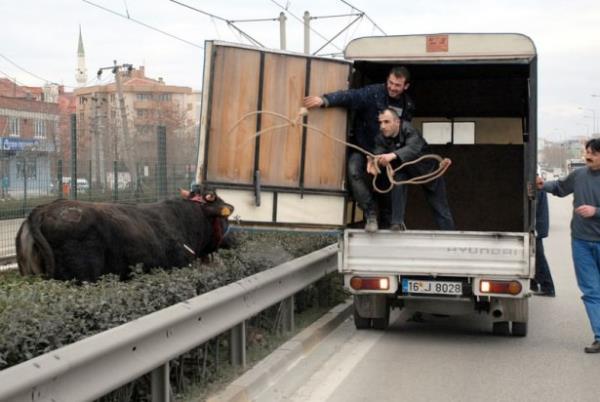 Bursa'nn Merkez Osmangazi lesinde kamyonetten indirilirken kaan boa, belediye ekiplerinin 5 kez tabancayla uyuturucu ine yapmasnn ardndan boynuna ip geirilerek yakaland.