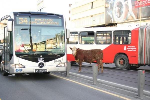Kkekmece'de sahibinin elinden kaan angus cinsi kurbanlk boa, yaklak 4,5 saat sren kovalamacann ardndan yakaland.