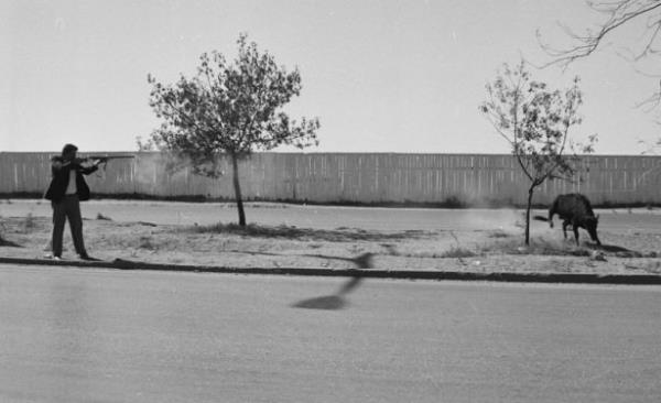 Ankara'da 1989 ylnda kaan kurbanlk boa uyuturucu ine ile etkisiz hale getirildi.