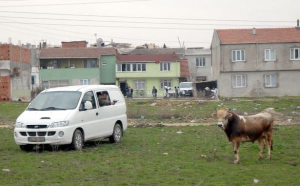 Bursa'nn Merkez Osmangazi lesinde kesilecei srada kaan kurbanlk boa yaklak 3 saat sren kovalamacann ardndan belediye ekiplerinin tabancayla uyuturucu ine yapmas sonucunda yakaland.