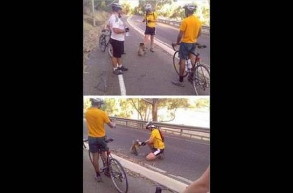 Avustralya?da, her an susam bir koala karnza kabilir.