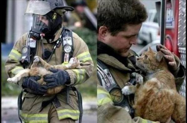 Yangndan kurtarlan ansl kedi.