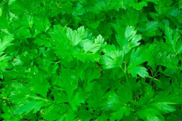 E ve K vitaminlerini ierdiinden dolay sa canl gsterir ve kepek oluumunu engeller.