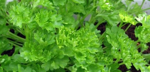 Adrenalin salgs sald iin cinsel gc ve istei artrr.