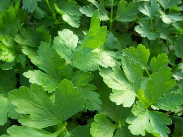 Az kokusu olan kiiler her gn yemekten sonra maydanoz yedikleri taktir de az kokusunu nler ve ferahlatc zellie sahiptir.