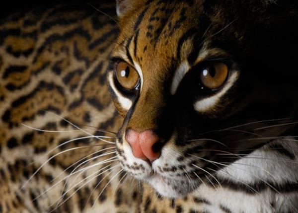 Biyoeitlilik  Ksaca, gelecekte 150 yl yaayacak biri mr boyunca fil, kaplan, empanze gibi hayvanlar grmeyebilir. Arizona State niversitesi&#8217;nden biyolog Quentin Wheeler ise &#8216;bitki trlerinin en az yzde 20&#8217;sinin tehdit altnda olduunu&#8217; belirterek, &#8220;Hawaii&#8217;ye bir bakn... Torunlarmz bugn turistleri en ok eken iekleri grmeyebilir&#8221; dedi.