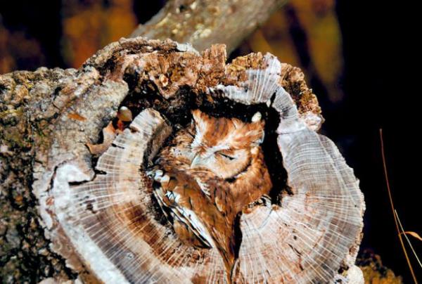 Tm hayvanlar doada kendini kamufle etme zelliine sahiptir. Ancak bazlar ise bu ite tamamen ustadr. Bu ustalardan biriside baykutur ve o istemedike onu grmeniz neredeyse imkansz. te kamuflaj ustas bayku ve doada kaybolduu fotoraflar...