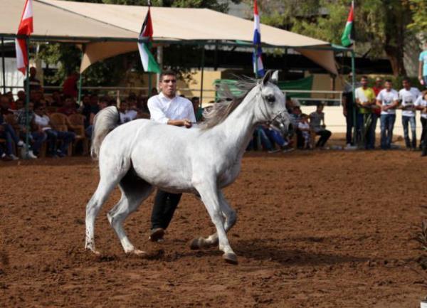 Federasyon Bakan Eref Rabi, al konumasnda, yarmann, Filistin'de bir ilk olduunu, organizasyonda 150 atn yartn belirtti.