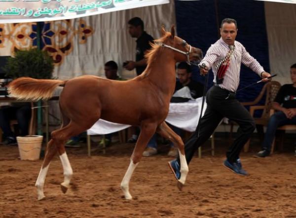 Filistin Binicilik Federasyonu, bir ilke imza atarak Bat eria'nn Eriha kentinde atlar iin gzellik yarmas dzenledi.