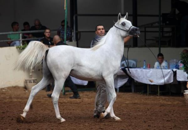 Atlarn yar iin alanda gei yaptn ifade eden Rabi, sonucun, Avusturya ve svire'den gelen jri tarafndan deerlendirmenin ardndan daha sonra aklanacan kaydetti.