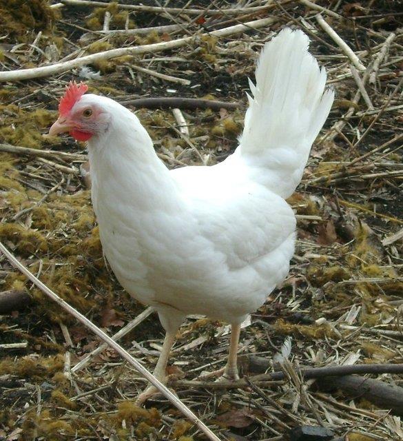 Women's Health dergisinde yer alan bilgiye gre,iri yumurtalar genellikle daha olgun tavuklardan elde edilirken kkler ou kez gen tavuklarda elde edilir.