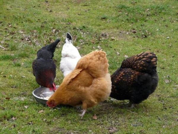 Ky yumurtas (serbest gezen tavuk yumurtas): Bunlar daha ok yerel pazarlarda satlmktadr. Bu yumurtalar bulduunuz zaman karmayn.