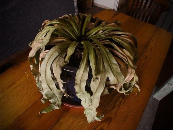 <b>len bitki:</b> Eer en sevdiiniz bitkinizi susuz braktysanz ya da ok fazla su verdiyseniz mutlaka sakssn deitirin.