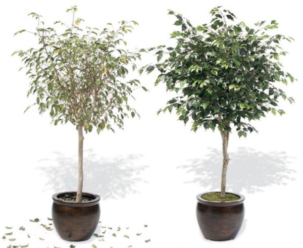 ki hatann sonunda da bitkinizin yapraklar kahverengi ve burumu gzkecei iin kuru ya da nemli olup olmadn kontrol etmek amacyla topraa dokunun.