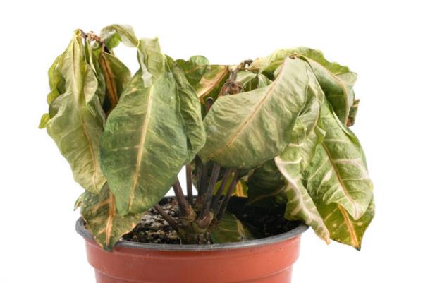 Saksy 5 dakika boyunca su dolu bir kapta bekletin. Saksnz deitirdikten sonra, susuz kalm bitkiniz canlanana kadar bitkiye haftada  kere hindistan cevizi suyu ile spreyleyin.