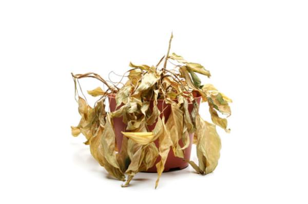 En byk problem olan ar sulama, kklerde kflenmeye sebep olur ve topran iindeki havay azaltr. Bu durumda bitkinin sakssn deitirmek bitki iin yararl olan bakterilerden bazlarn korumanz salar.