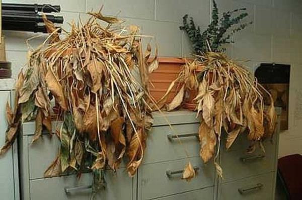 Susuz braklm bitkileri kurtarmak iin, deitirdiiniz saksnn, bitkinin kklerinin yaylp sahata su emebilmesi iin biraz byk olmasna zen gsterin.