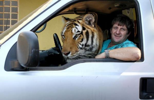 Brezilya'da bir sirkte kt halde yaayan 2 kaplan grp onlara acyan ve evine alan Ary, artk evinde onlarn yavrularyla birlikte 7 kaplan besliyor.