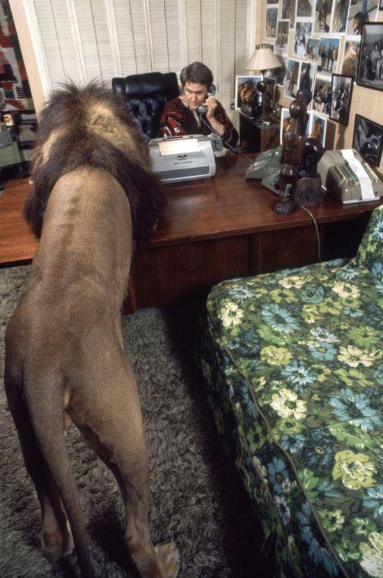 Ancak film ekimi srasnda yaananlar, vahi bir hayvan ne kadar ok seversek sevelim ya da ona kendimizi ne kadar yakn hissedersek hissedelim, onun kafasnn iindekileri asla tam olarak anlayamayacamz gsteriyor.