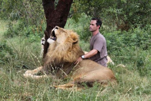 Gney Afrika'da sahibi olduu koruma parknda yaklak 40 aslan,bir ka klan srtlan ve dier yabani kedilerle birlikte yayor.