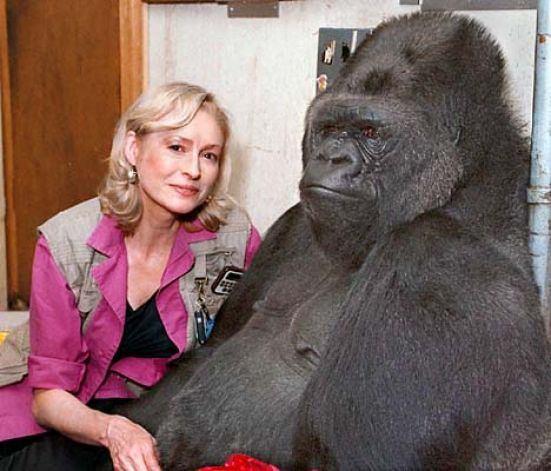 Dr.Francine Patterson bakcs olduu Koko adndaki gorile bebekliinden beri bakyor. Hatta Koko'yla kendisinin uygulad bir beden diliyle konuabiliyor, stelik ngilizce.