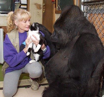 Koko rktc bir hayvan gibi grnmesine ramen ok uysal ve hayvansever, zellikle kedi yavrularyla oynamaya baylyor