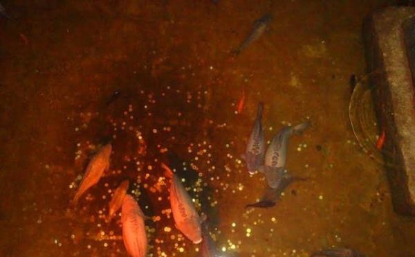 23. Yerebatan Sarnc'nda balklara yem atmak