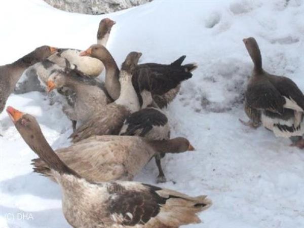 45. KARS - Kars Kaz�