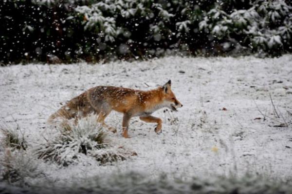 Trabzon'un sahil kesimlerinde sa�anak, y�ksek kesimlerinde ise kar ya���� etkili oldu.