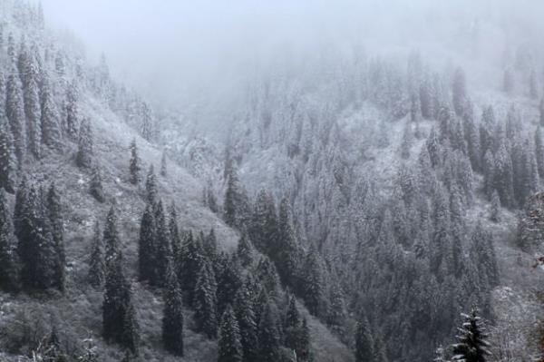 Do�u Karadeniz'de son g�nlerde etkili olan so�uk hava ve ya�murun ard�ndan Rize'nin y�ksek kesimleri beyeza b�r�nd�