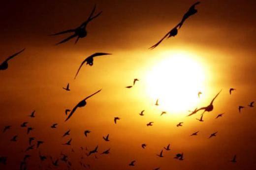 Bulunduunuz yerde kular uu yksekliini azalttysa iddetli souk veya frtna yakn demektir.