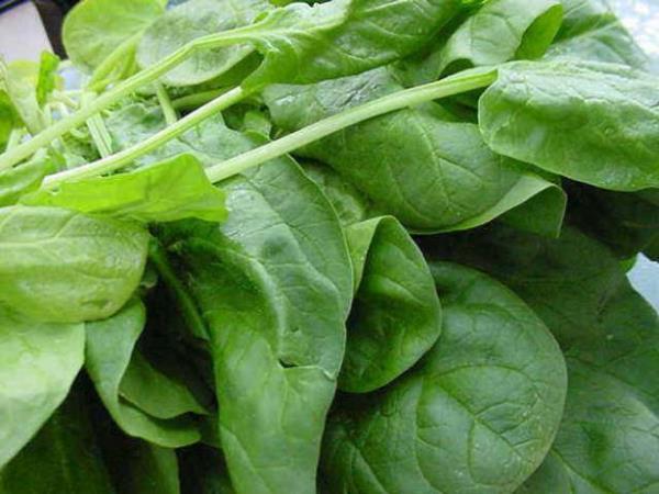 <br><b>B2 vitamini</b></br>Ispanak