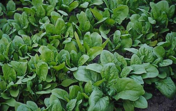 <br><b>K vitamini</b></br>Ispanak