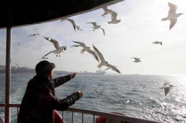 Martlara yem verirken...