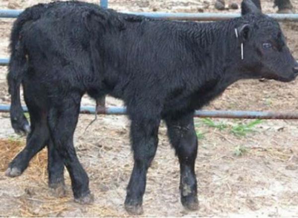 yine fazla ayaklar olan bir inek