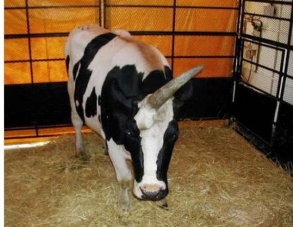 tek boynuzlu bir inek