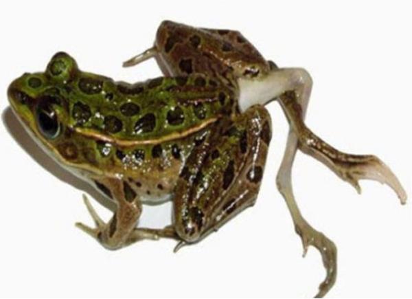 fazladan bir hatta garip bir baca olan kurbaa