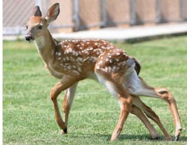 vahi doadan bir rnek daha fazladan ayaklar olan bir ceylan